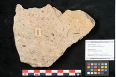 Foto (Objekt + Etikett) von Quercus palaeoilex Ettingshausen (NHMW-GEO-2024-0188-6366)